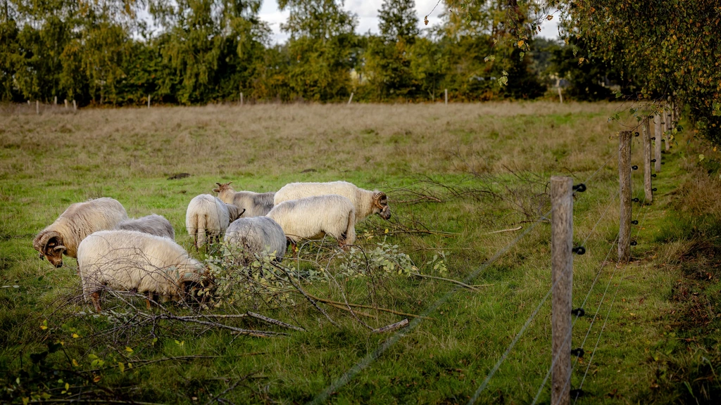 Foto: Nieuwe regels voor 'probleemwolven' goed nieuws voor hobbyhouders in Westbroek